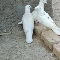 ۴عددجوجهخروسبزرگوکفترپاکستانی|پرنده|اردکان, |دیوار