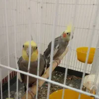 یک جفت عروس هلندی مولد|پرنده|ماکو, |دیوار