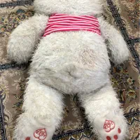 عروسک خرسی|اسباب‌‌بازی|ساری, |دیوار