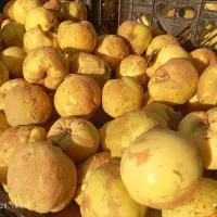 میوه به اصفهان مخصوص پخت و پز، مربا، دمنوش|خوردنی و آشامیدنی|خرمدره, |دیوار