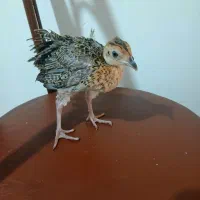 جوجه