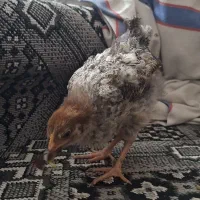 جوجه رسمی ۳ ماه