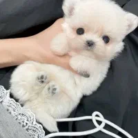 توله پشمالو دو ماهه|سگ|تهران, جنتآباد مرکزی|دیوار