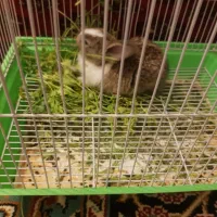 باسلام خرگوش خونگی تمیزوسالمو|موش و خرگوش|تربتحیدریه, داروپخش|دیوار