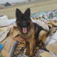 واگذاری سگ ژرمن شولاین