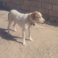 سگ گلگی|سگ|قائن, |دیوار