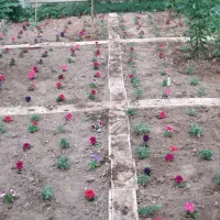 انواع خدمات باغبانی