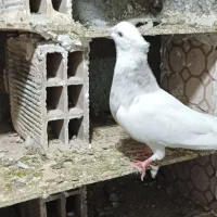 کبوتر|پرنده|کرمانشاه, |دیوار