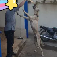 سگ سراب|سگ|قدس, شهرک صنعتی زاگرس|دیوار