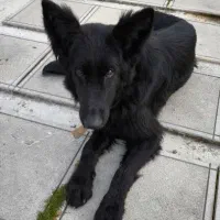 ماده ژرمن بلک