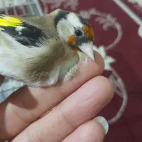 سهره ماده|پرنده|ساوه, |دیوار