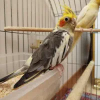 عروس هلندی نر دستی