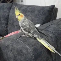 عروس هلندی نر|پرنده|چاف و چمخاله, |دیوار