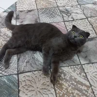 گربه جفت گیری نر|گربه|باسمنج, |دیوار