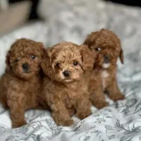 تاینی پودل رد لایت اورجینال|سگ|مشهد, وکیلآباد|دیوار