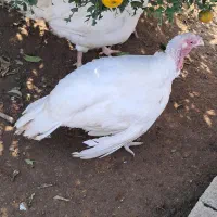 بوقلمون ماده بیوتی ۱۰ ماهه|حیوانات مزرعه|چالوس, |دیوار