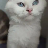 گمشده