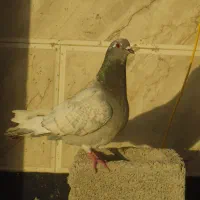 کفتر کبوتر طاووسی فروشی
