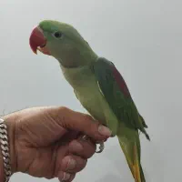 شاه طوطی|پرنده|کهریزک, |دیوار