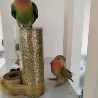 دوتا طوطی برزیلی خوشرنگ پنج ماهه