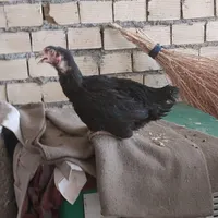 مرغ و خروس