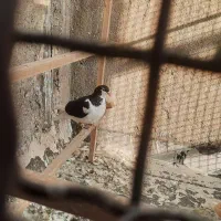 کفتر چپی افقانی جوجه ماده