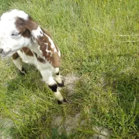 کهره پاکستانی نر