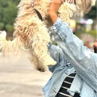 سگ گمشده|حیوانات|مشهد, رسالت|دیوار