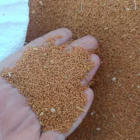 کاملینا اصلاح شده