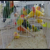 عروس.طوطی.فنچ.مرغ عشق