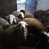 بره هفت تا نر دوتا ماده عالی کیلویی ۶۰۰ هزار یکجا