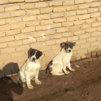 توله های افغان