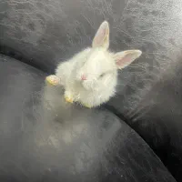 خرگوشای دو ماهه و تازه متولد شده