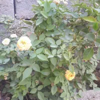 لطفا راهنمایی کن