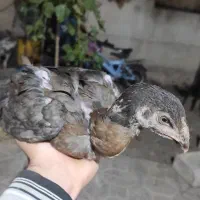 جوجه لاری