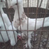 کبوتر طوقی جوجه
