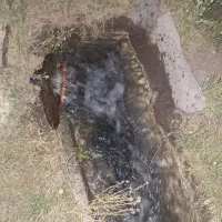 سلام کود گاوی درجه یک