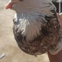 کفتر شازده سرور|پرنده|هشتگرد, فاز ۱ مهستان|دیوار