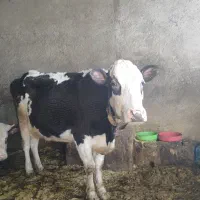 گاو سیمینتال|حیوانات مزرعه|زاغه, |دیوار