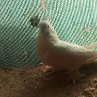 کبوتر|پرنده|بوشهر, |دیوار