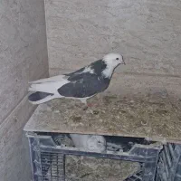 فروش کبوتر معاوضه با قناری|پرنده|قیدار, |دیوار