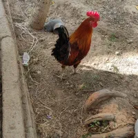 خروس
