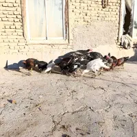 مرغ و خروس لاری  خانگی بوقلمون|حیوانات مزرعه|قلندر آباد, |دیوار