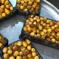 رطب وخارک برحی عمده