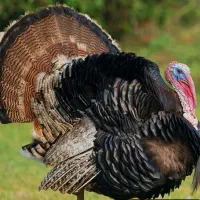 بقلمون نر چاق