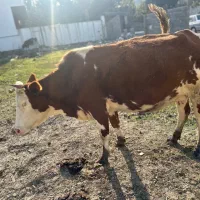 فروش گاو و گوساله وتلیسه|حیوانات مزرعه|چمستان, |دیوار