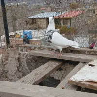 کبوترطوقی|پرنده|صفادشت, |دیوار