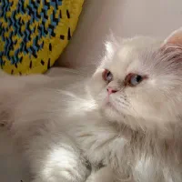 پرشین فلت ماده