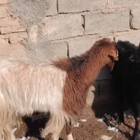 بزچاق جوان  شش نهصد|حیوانات مزرعه|تایباد, |دیوار