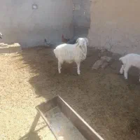 بره نر سبک|حیوانات مزرعه|ارسنجان, |دیوار